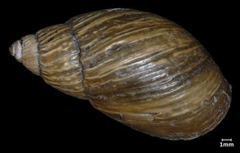 Media type: image;   Malacology 133207 Aspect: dorsal